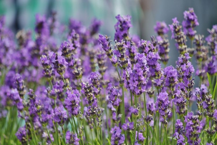 lavender
