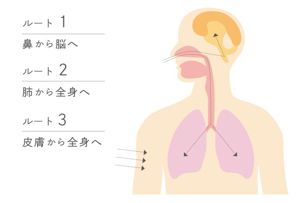 アロマテラピーとは？毎日の生活に気軽に取り入れられる楽しみ方や効果をご紹介！