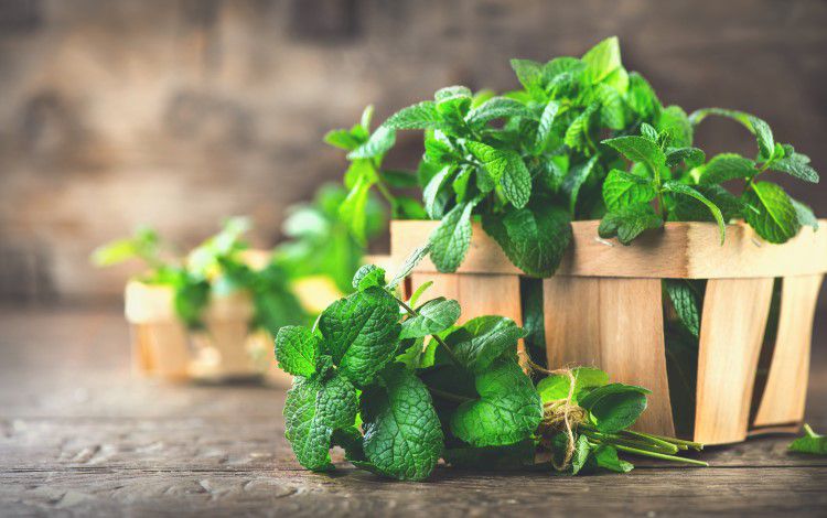 【精油の辞典】和種薄荷精油の効果・効能・おすすめの使い方