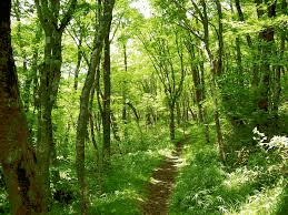 【精油の辞典】ヒノキ精油の効果・効能・おすすめの使い方