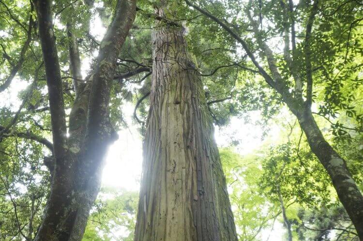 【精油の辞典】ヒノキ精油の効果・効能・おすすめの使い方