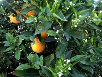【精油の辞典】オレンジ精油の効果・効能・おすすめの使い方