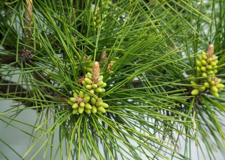 【精油の辞典】パイン精油の効果・効能・おすすめの使い方