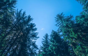 【精油の辞典】パイン精油の効果・効能・おすすめの使い方