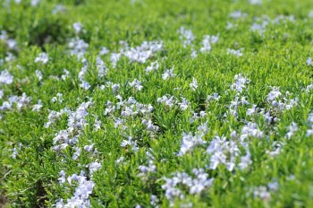 【精油の辞典】ローズマリー精油の効果・効能・おすすめの使い方