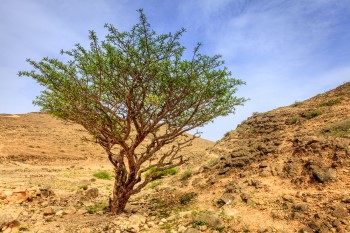 【精油の辞典】フランキンセンス精油の効果・効能・おすすめの使い方