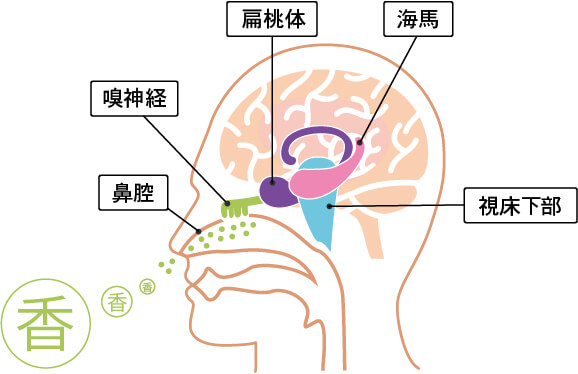 天然アロマで質の良い睡眠を。リラックスできるアイテムや香りはこれ！