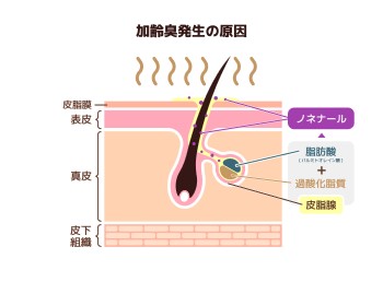 加齢臭ってどんな臭い?原因を知って臭い対策を!