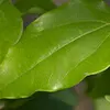 holeaf